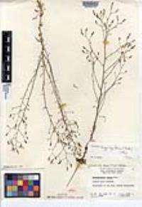 Stephanomeria exigua subsp. deanei image
