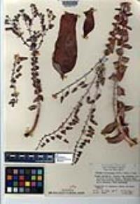 Dudleya pulverulenta image
