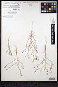 Eriastrum sapphirinum subsp. sapphirinum image