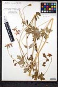 Aquilegia formosa image