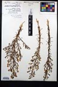 Ericameria palmeri image