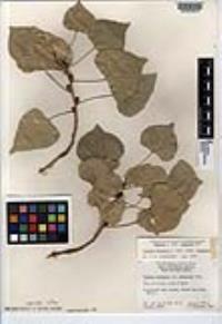 Populus fremontii subsp. fremontii image