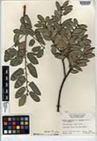 Quercus agrifolia var. oxyadenia image
