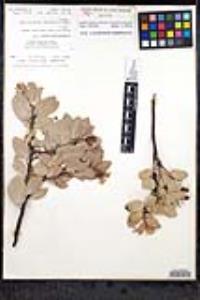 Arctostaphylos peninsularis image