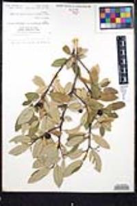 Frangula californica subsp. tomentella image