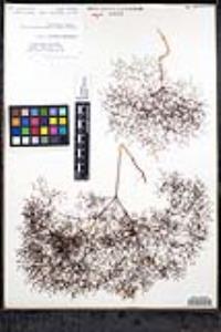 Eriogonum parishii image