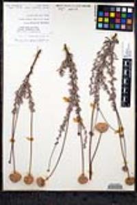 Eriogonum fasciculatum var. polifolium image