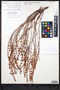Eriogonum wrightii image