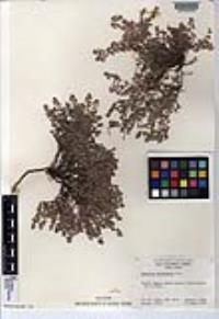 Euphorbia melanadenia image
