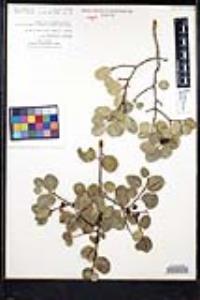 Rhamnus ilicifolia image