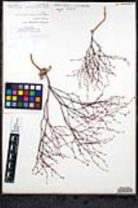 Eriogonum davidsonii image