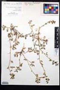 Tribulus terrestris image