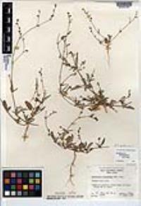 Boerhavia triquetra var. intermedia image