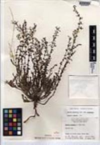 Galium wigginsii image