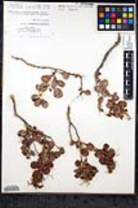 Eriogonum orcuttianum image