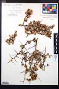 Prunus fremontii image
