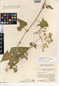 Brickellia coulteri image
