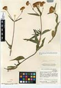 Aldama fruticosa image