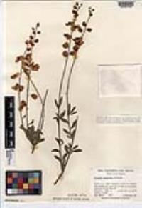 Polygala apopetala image
