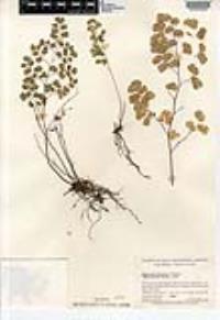 Adiantum poiretii image