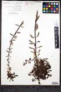 Keckiella ternata image