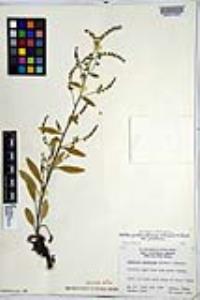 Hackelia pinetorum var. pinetorum image