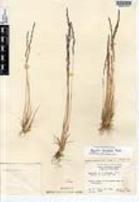 Agrostis variabilis image