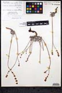 Eriogonum wrightii var. oresbium image