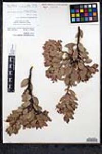 Arctostaphylos pringlei image