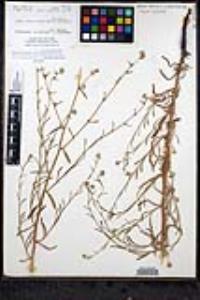 Cryptantha martirensis image