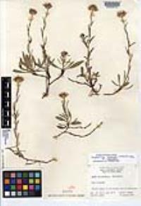 Symphyotrichum spathulatum var. spathulatum image