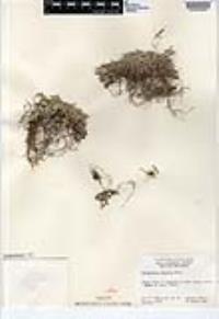 Selaginella asprella image