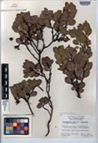 Arctostaphylos patula image