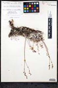 Eriogonum wrightii var. oresbium image