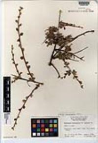 Holodiscus discolor var. microphyllus image