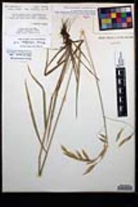 Bromus ciliatus var. richardsonii image