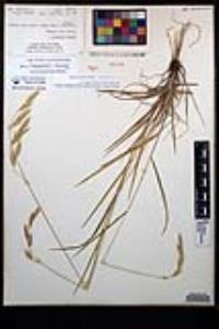 Bromus ciliatus var. richardsonii image