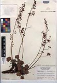 Heuchera rubescens image