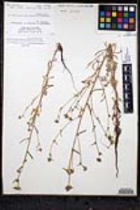 Cryptantha martirensis image