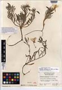 Oenothera californica subsp. avita image