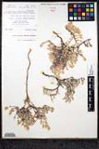Leptosiphon melingii image