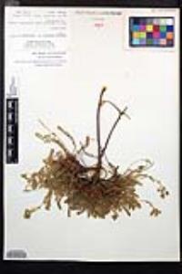 Horkelia clevelandii image