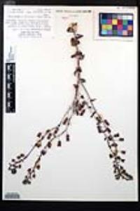 Dudleya pulverulenta image