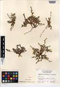Plagiobothrys collinus image