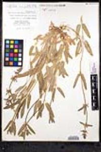 Stachys rigida image