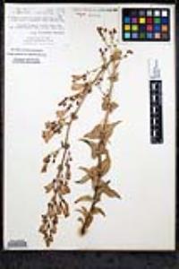 Penstemon spectabilis image