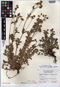 Drymocallis glandulosa var. reflexa image