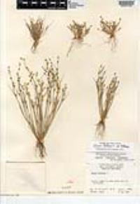 Juncus bufonius var. bufonius image