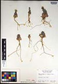 Draba corrugata image