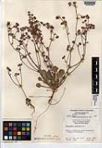 Chorizanthe fimbriata var. fimbriata image